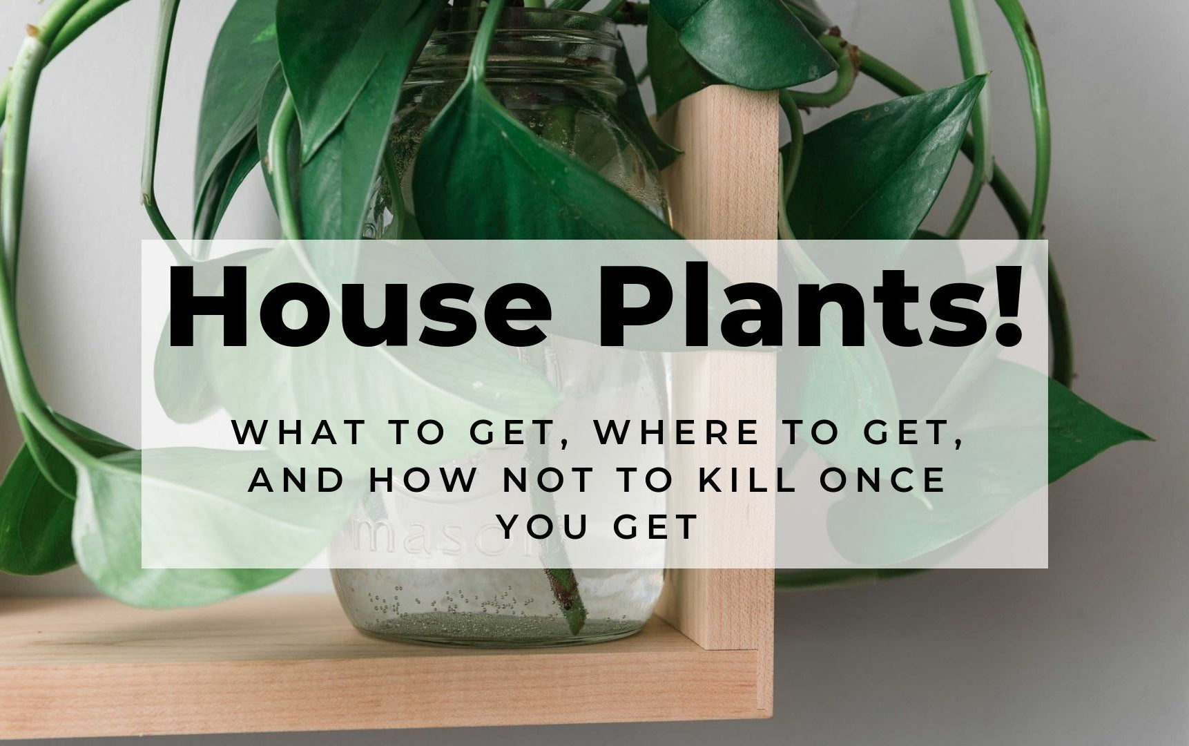 House Plants: The Plants You Want, Where To Find Them, And How To Keep Them Alive